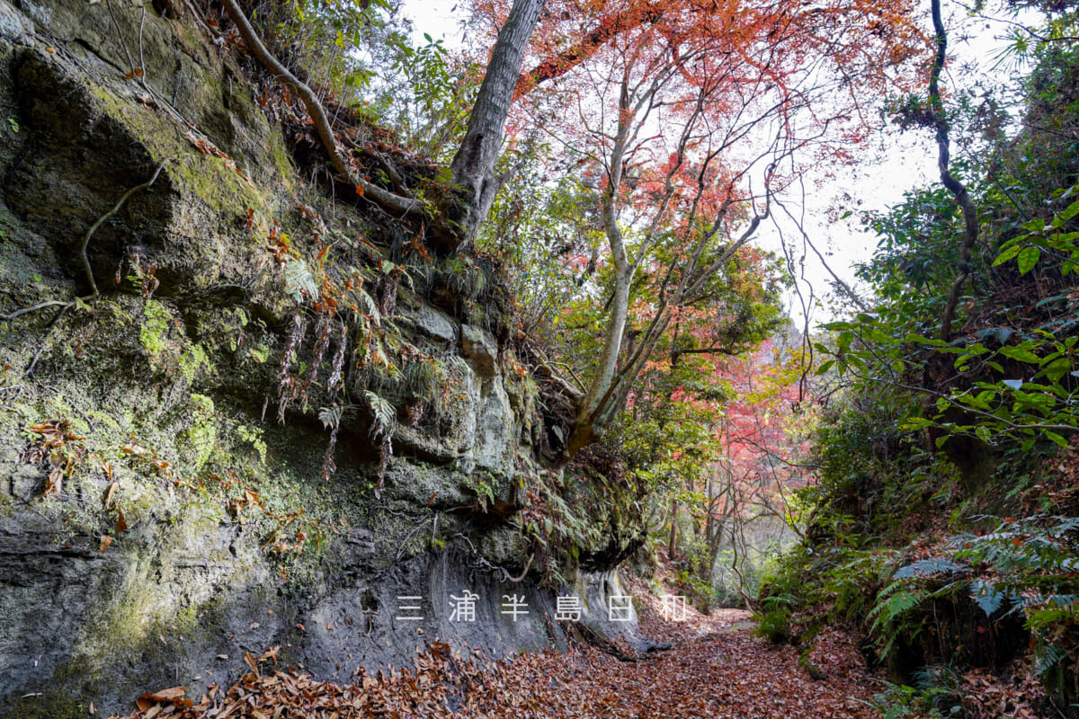 紅葉ヶ淵（吉沢川渓流）・吉沢川上流側より下流方面を望む（撮影日：2025.12.10）
