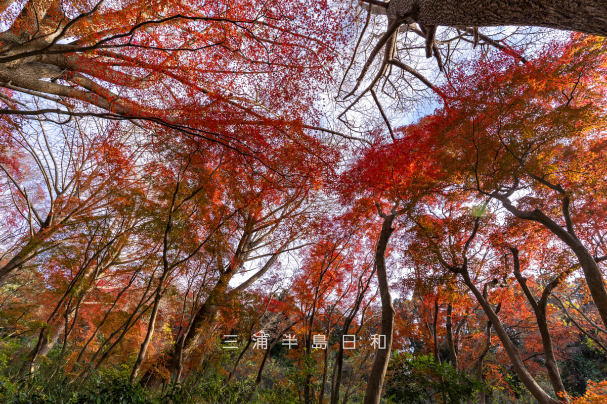 獅子舞(獅子舞谷)・モミジの紅葉(撮影日:2025.12.10)