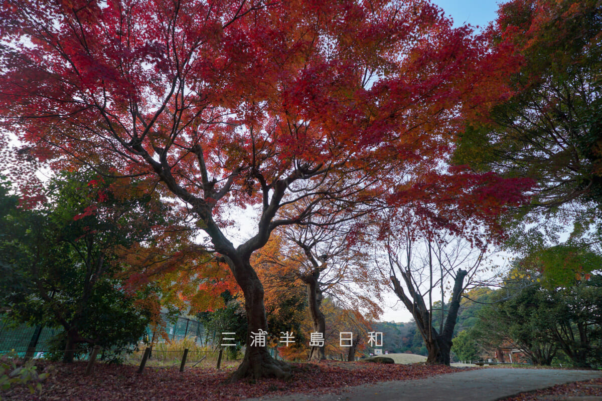 永福寺跡入口のモミジの紅葉(撮影日:2025.12.10)