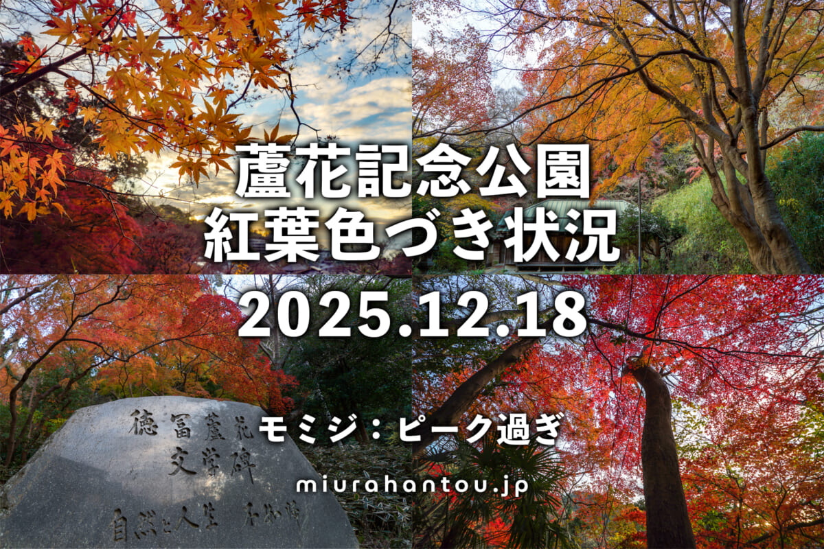 蘆花記念公園・紅葉色づき状況（撮影日：2025.12.18）
