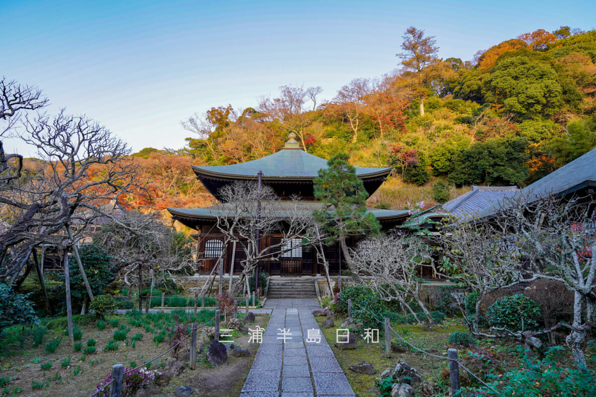 瑞泉寺・西日を浴びて鮮やかな紅葉ヶ谷最奥の紅葉(撮影日:2025.12.10)