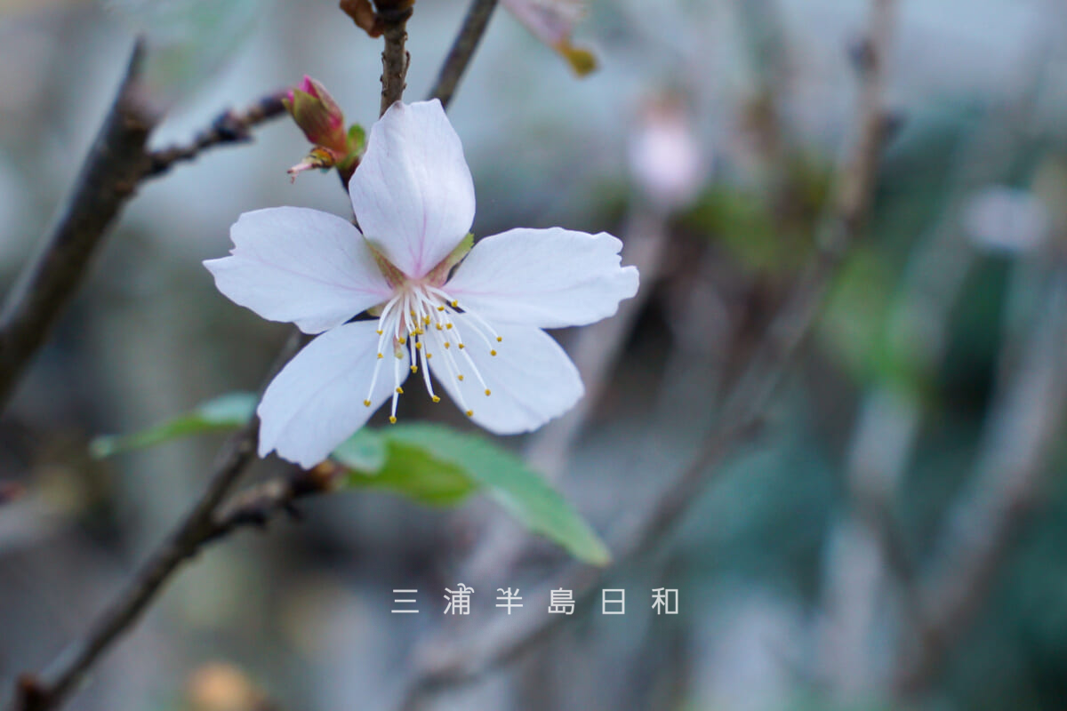 瑞泉寺・冬桜(撮影日:2025.12.10)