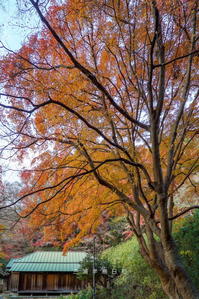 蘆花記念公園・晩秋の第一休憩所とモミジの大木[タテ]（撮影日：2025.12.15）