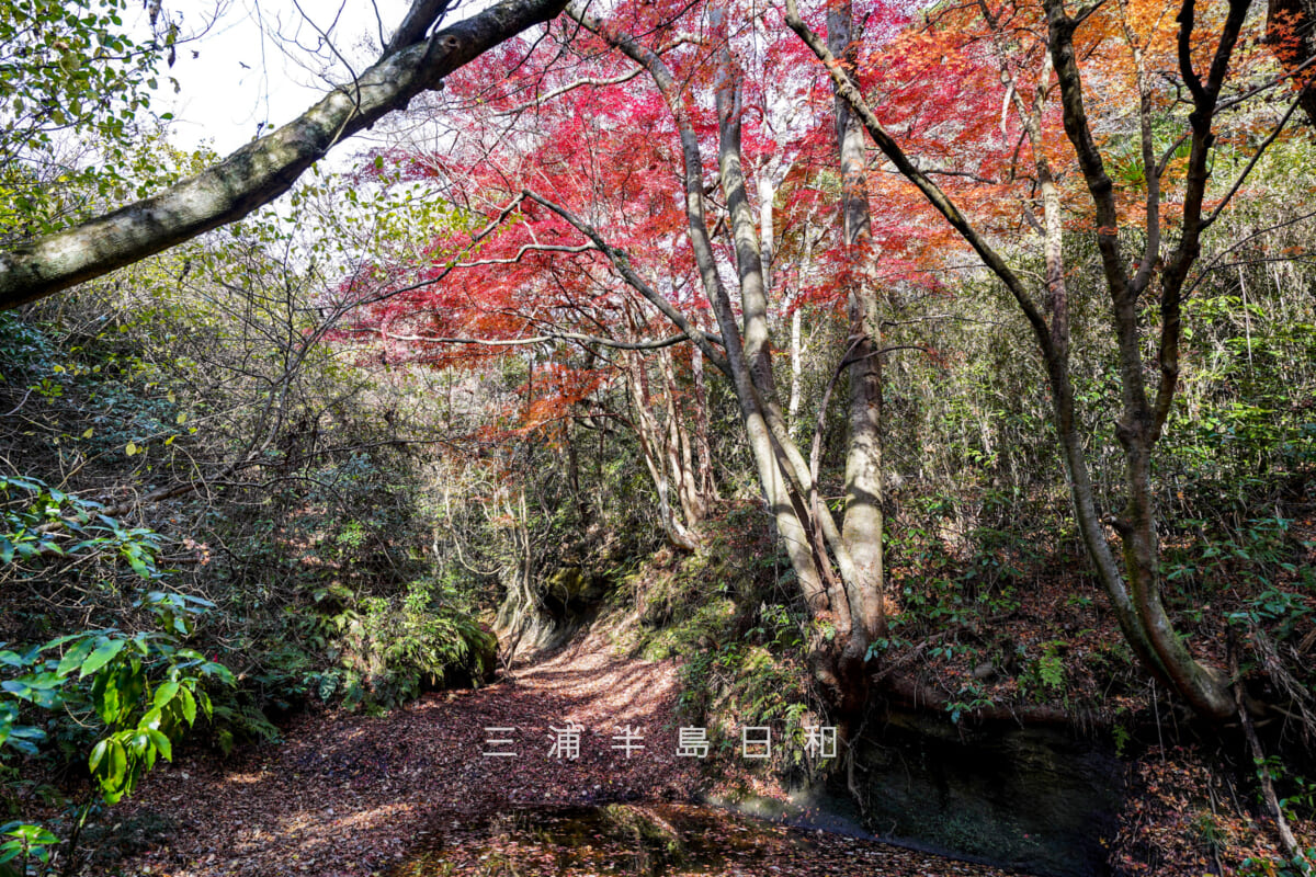 紅葉ヶ淵(吉沢川渓流)・吉沢川下流の十二所側より上流方面を望む(撮影日:2025.12.10)