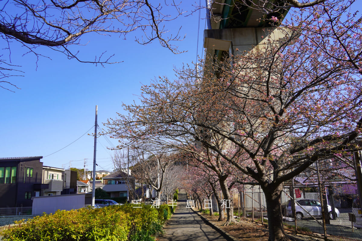 三崎口京急線大ガード下桜並木・河津桜咲きはじめ(撮影日:2026.01.30)