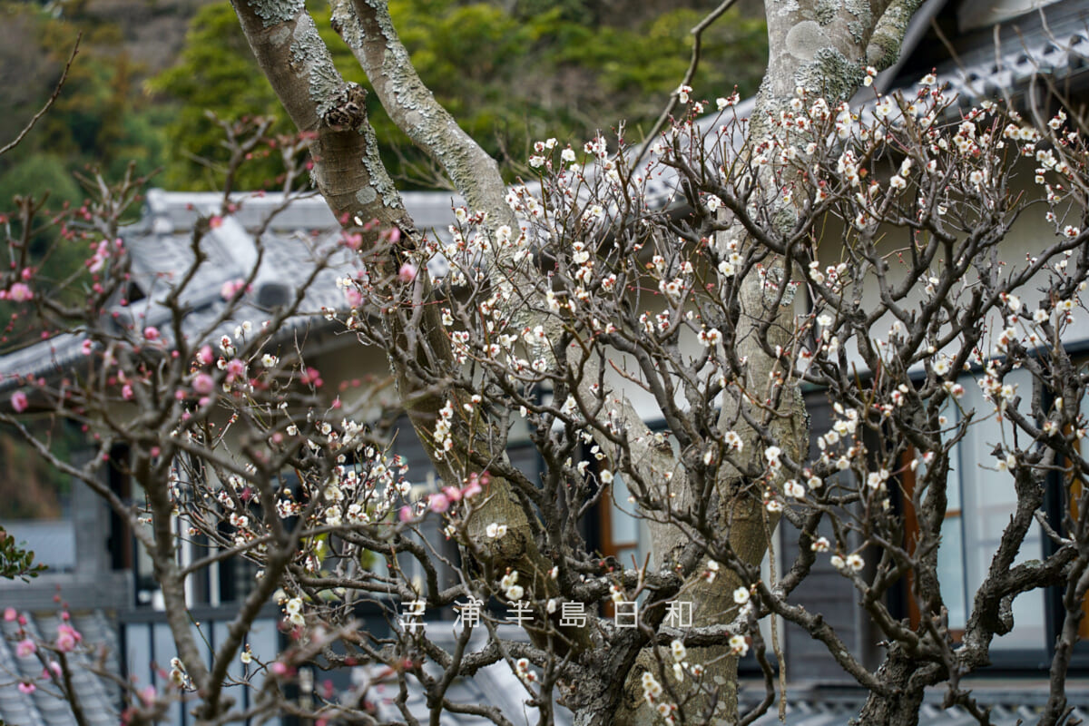 来迎寺(西御門)・梅(撮影日:2024.02.02)