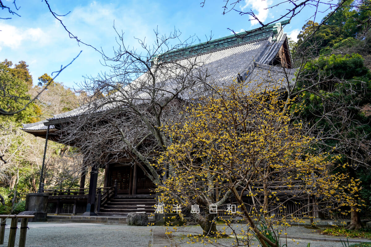妙本寺・ロウバイ(撮影日:2026.01.22)