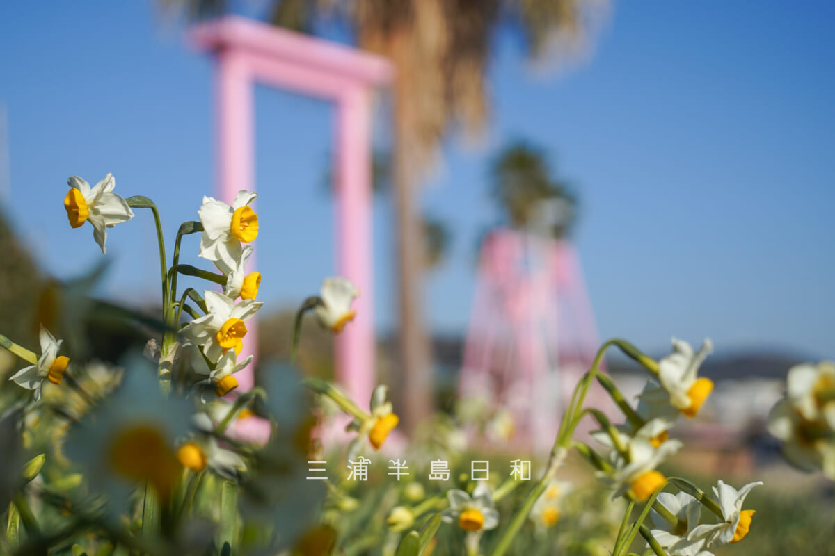 野比海岸(北下浦海岸)・どこでもドア風オブジェ前の水仙(撮影日:2026.01.16)