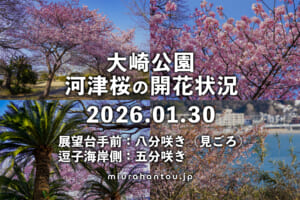 大崎公園の河津桜・開花状況（撮影日：2026.01.30）