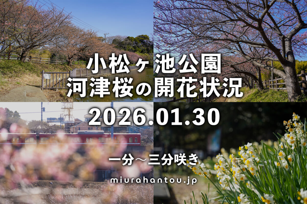 小松ヶ池公園の河津桜・開花状況（撮影日：2026.01.30）