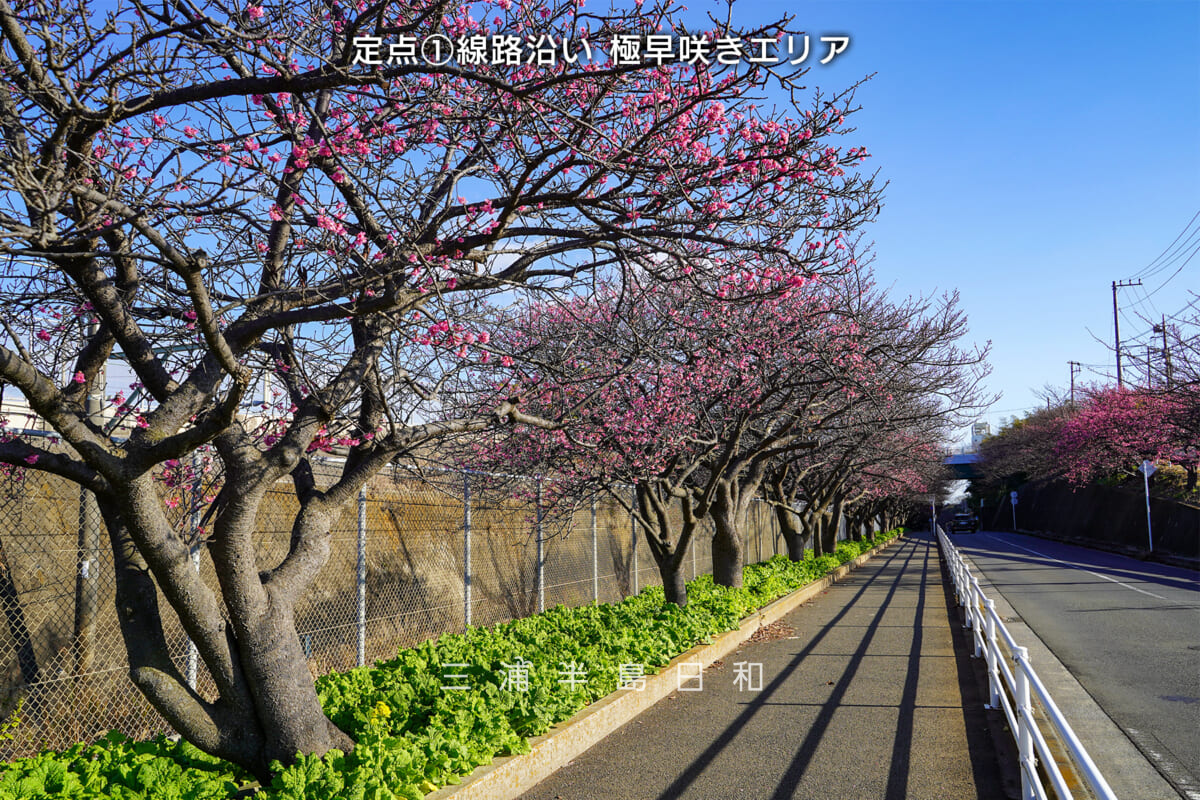 蒼桜ページ◇14kgf 四浦半島の桜（津久見市） - お花見2025 - ウォーカープラス