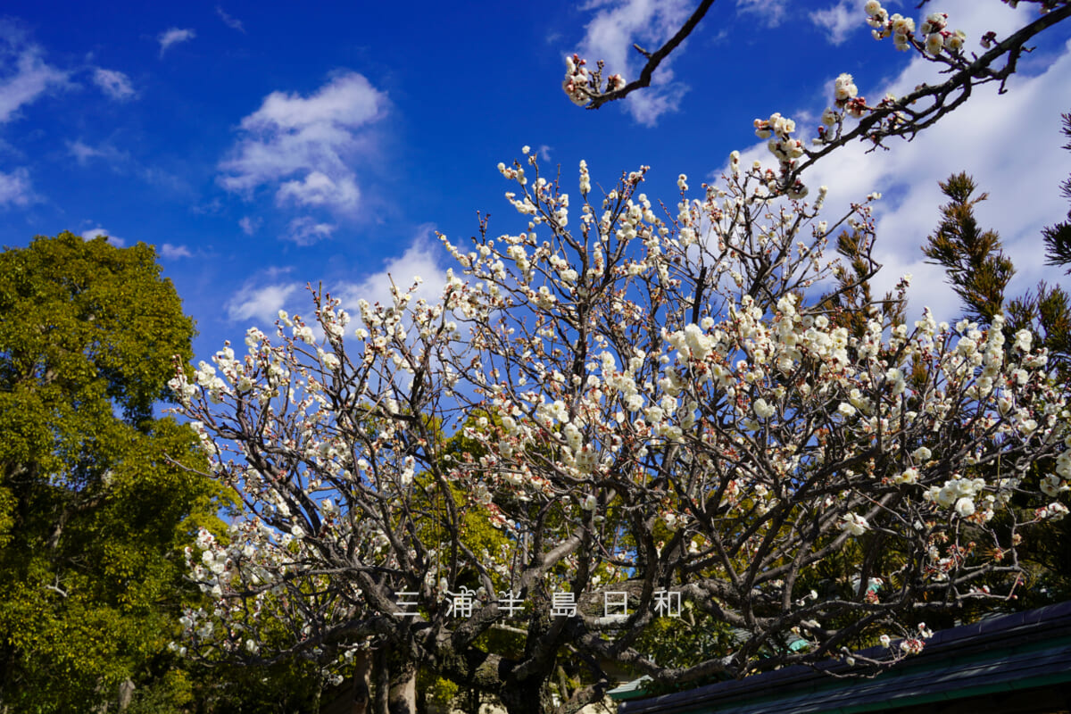 鶴岡八幡宮・神苑ぼたん庭園入口（流鏑馬馬場側）前の白梅[アップ]（撮影日：2026.01.22）