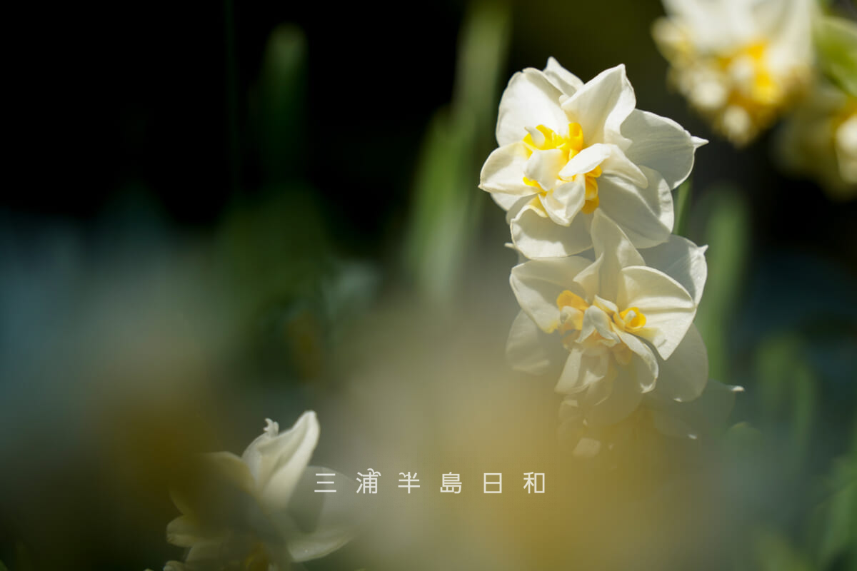 県立城ヶ島公園・八重咲き水仙[アップ]（撮影日：2026.01.16）