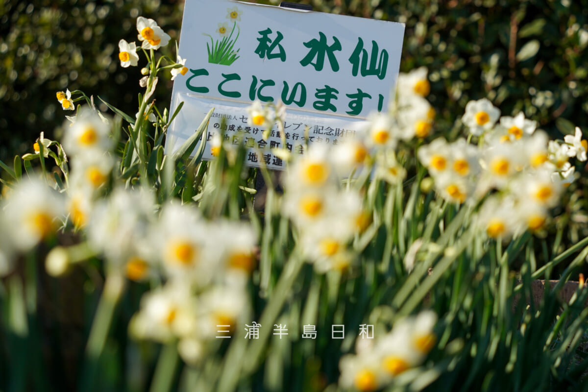 野比海岸(北下浦海岸)・「私 水仙 ここにいます!」の立札(撮影日:2026.01.16)