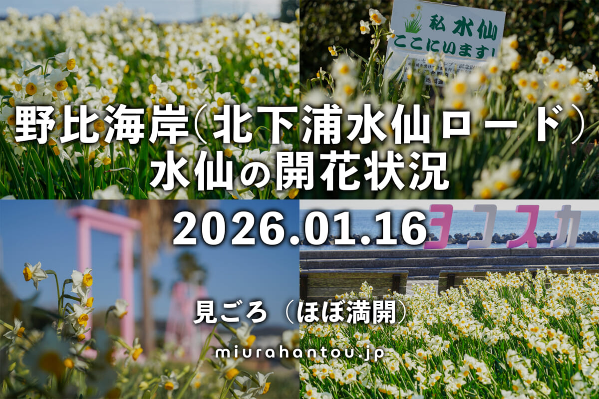 野比海岸（北下浦水仙ロード）の水仙・開花状況（撮影日：2026.01.16）