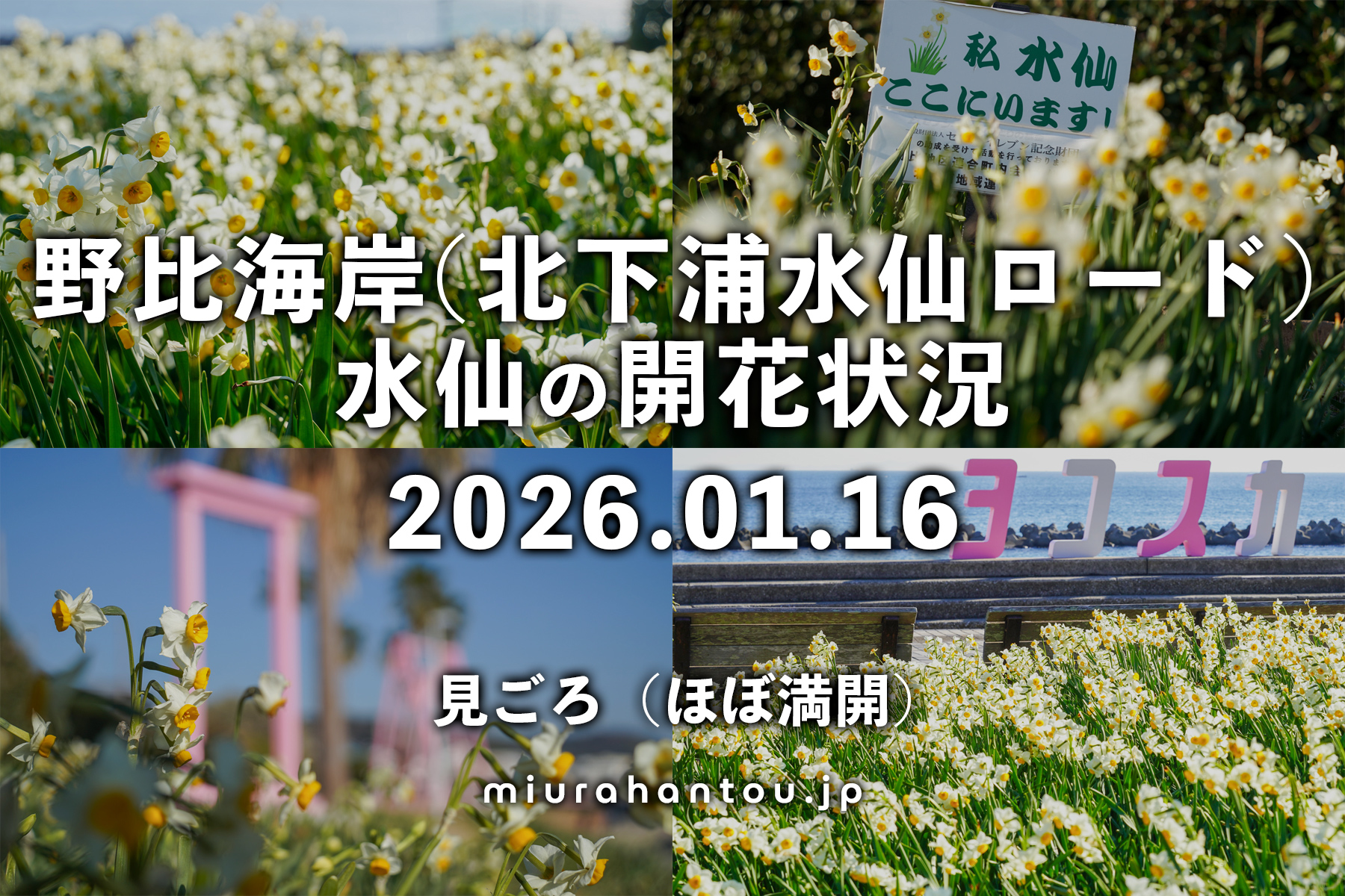 野比海岸（北下浦水仙ロード）の水仙・開花状況（撮影日：2026.01.16）