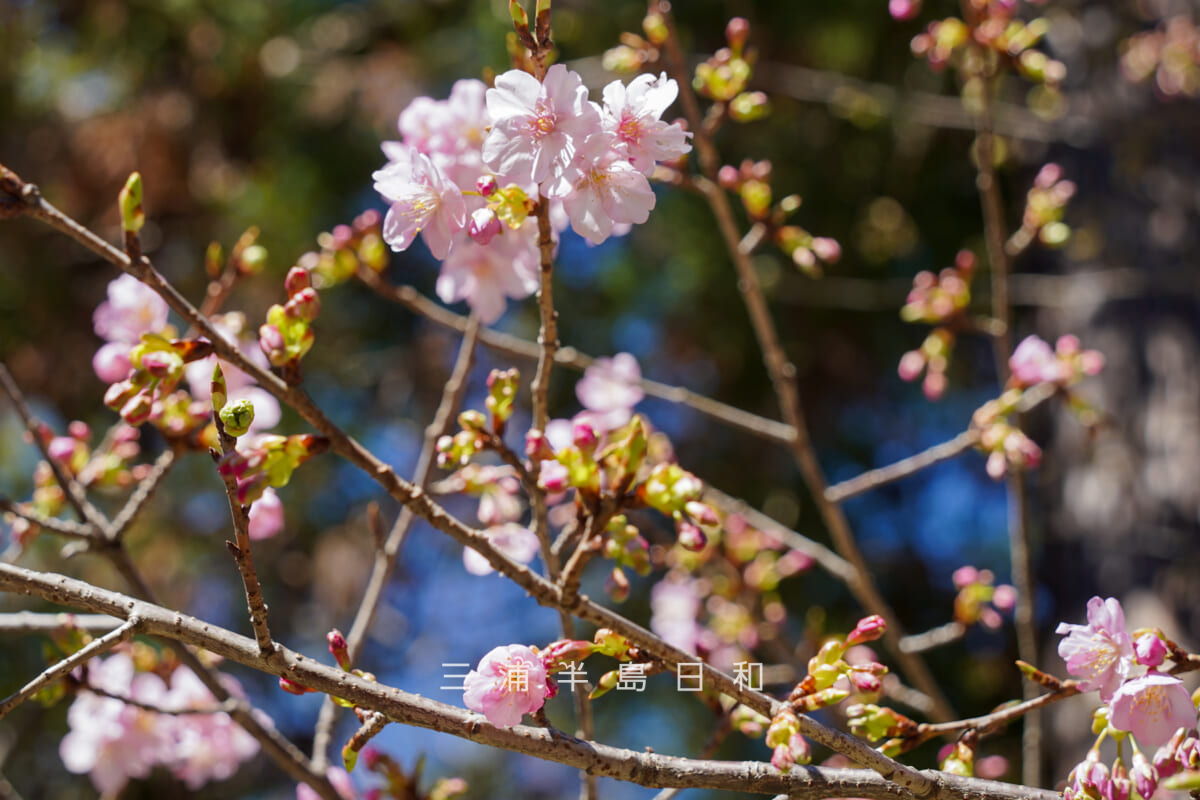 妙本寺・河津桜（二分咲き）（撮影日：2026.01.22）