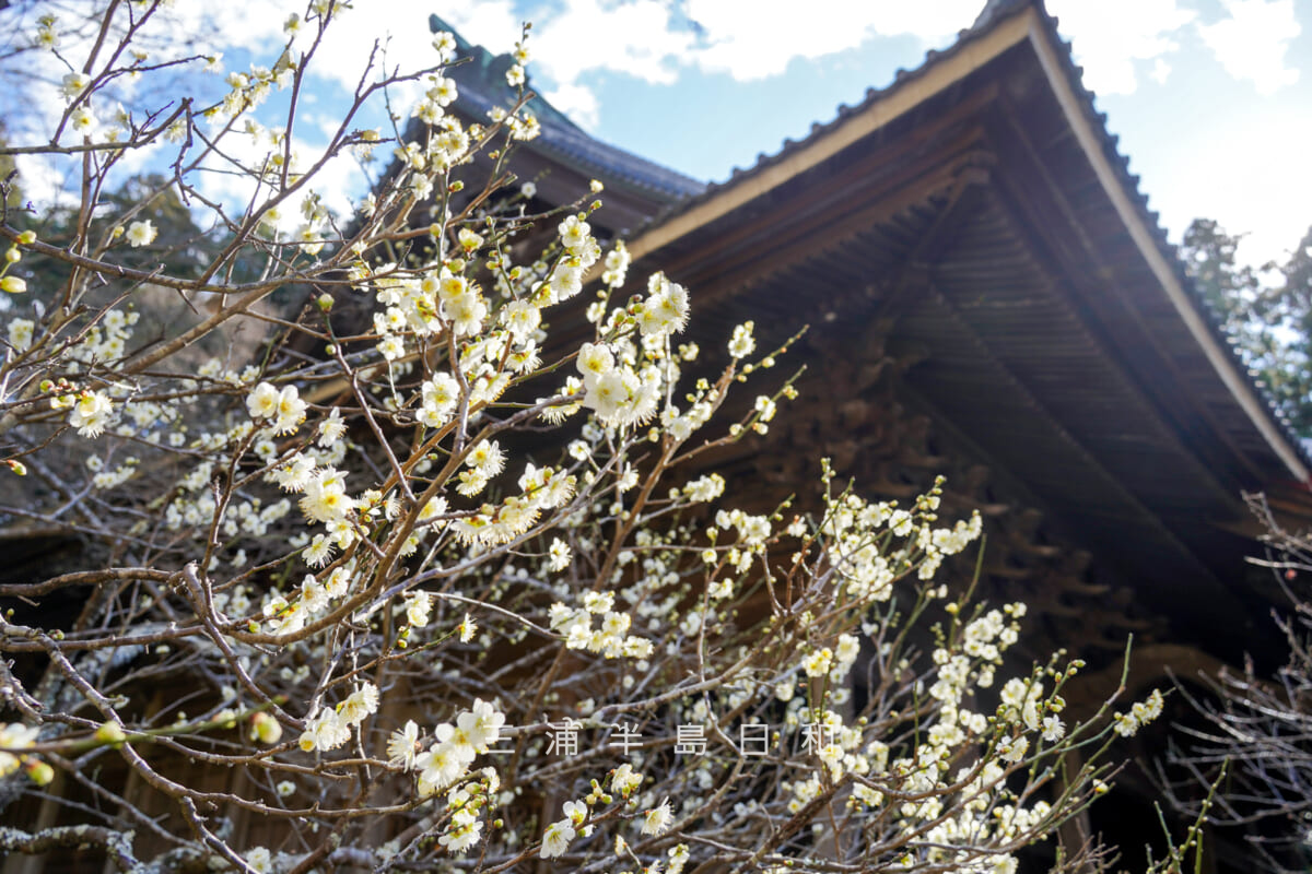 妙本寺・祖師堂横の白梅（撮影日：2026.01.22）