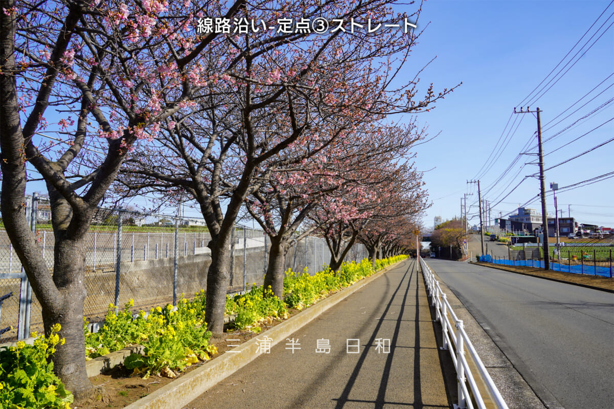 三浦海岸河津桜・開花状況（撮影日：2026.01.30）