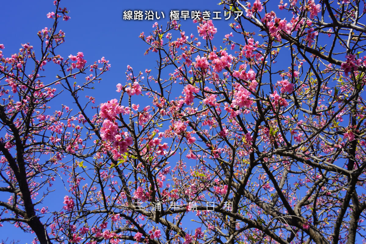 三浦海岸河津桜・開花状況(撮影日:2026.01.16)
