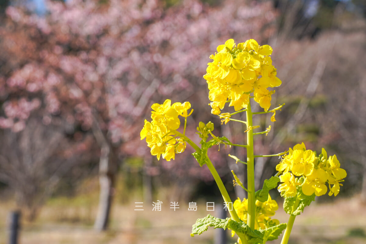 県立観音崎公園-花の広場・菜の花[アップ]（撮影日：2026.01.30）