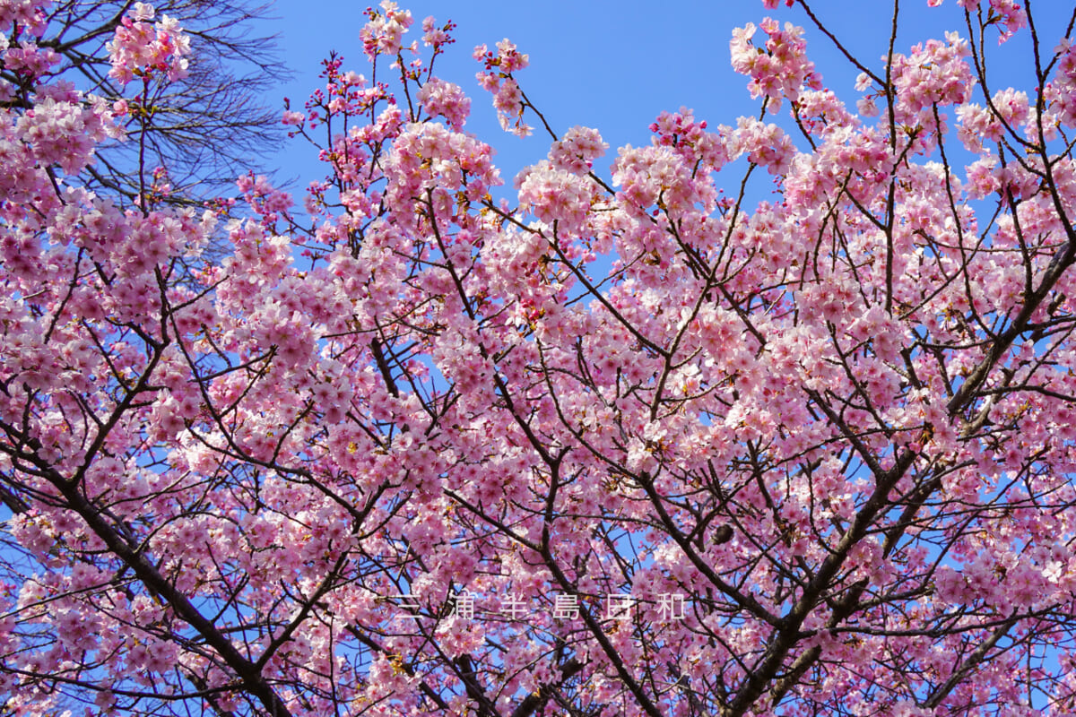 大崎公園・満開の河津桜[アップ]（撮影日：2026.01.30）
