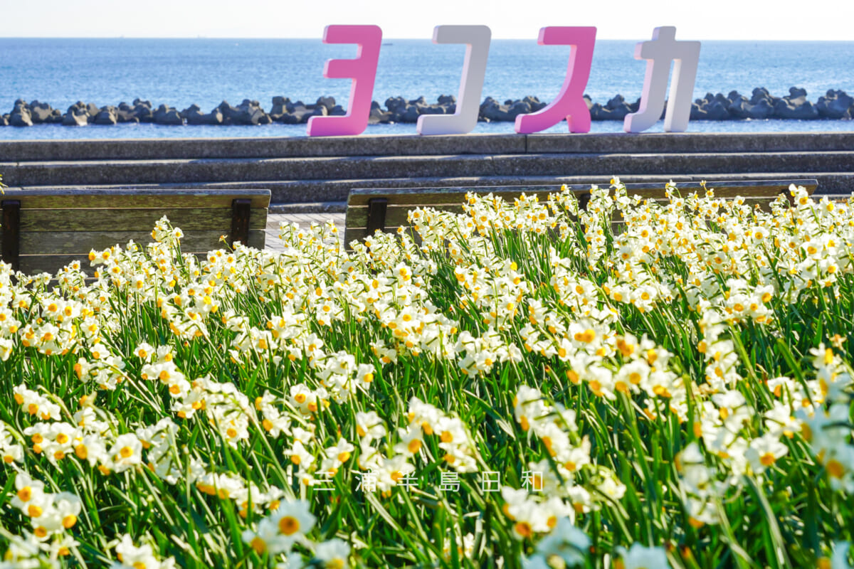 野比海岸(北下浦海岸)・「ヨコスカ」オブジェ前の水仙の群集(撮影日:2026.01.16)