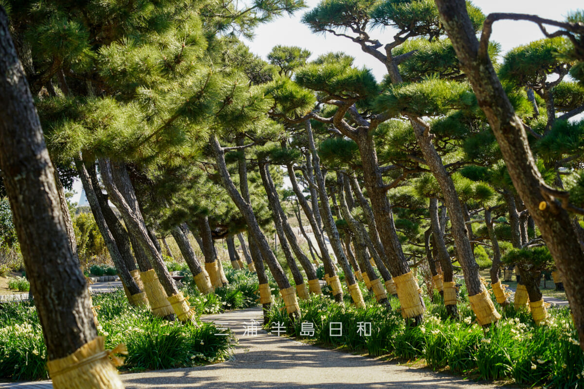 県立城ヶ島公園・松林の中の水仙（撮影日：2026.01.16）