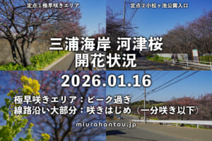三浦海岸河津桜・開花状況（撮影日：2026.01.16）