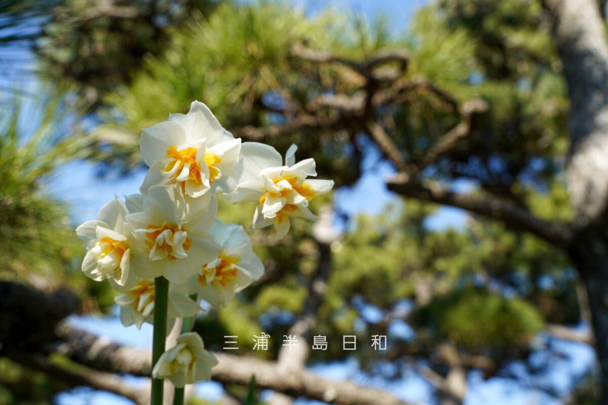 県立城ヶ島公園・松林の水仙を見上げる（撮影日：2026.01.16）