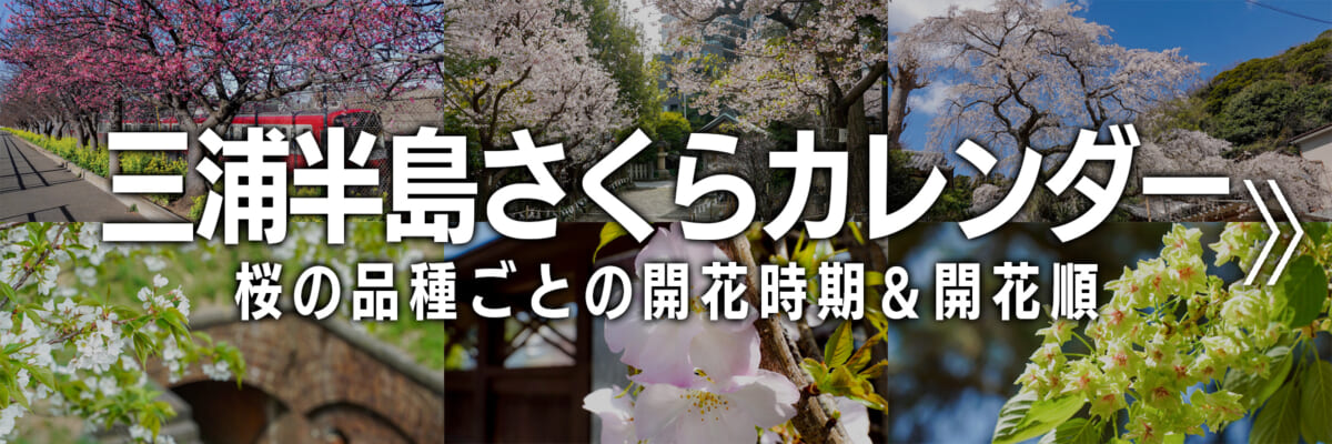 三浦半島さくらカレンダー