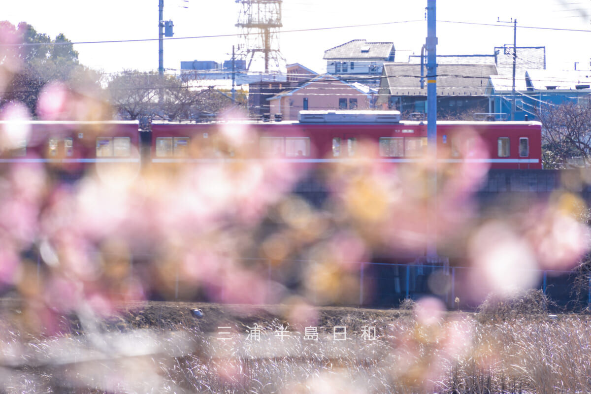 小松ヶ池公園・河津桜越しに京急1500形を望む(撮影日:2026.01.30)