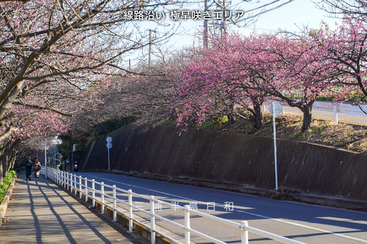 三浦海岸河津桜・開花状況（撮影日：2026.01.01）