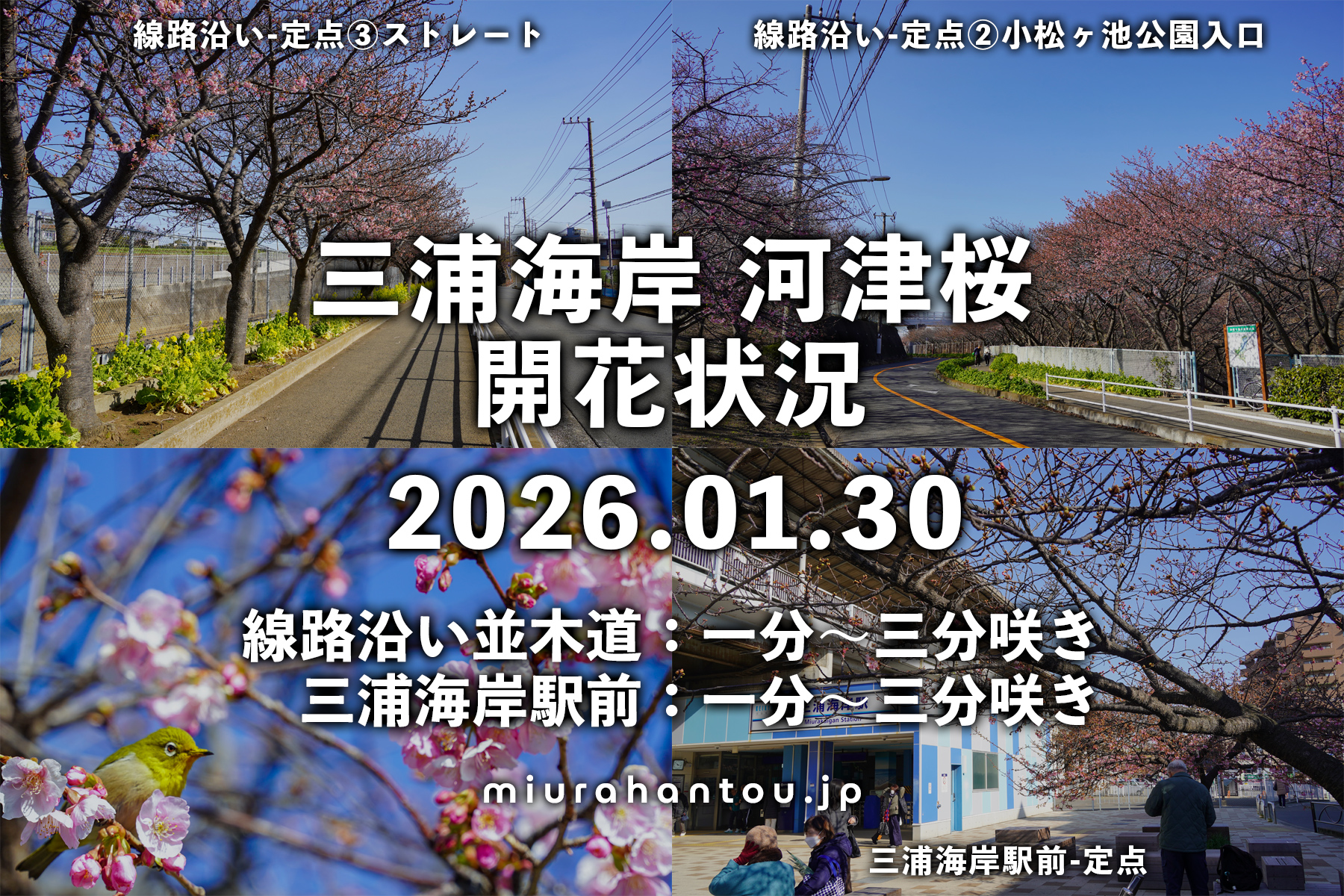 三浦海岸河津桜・開花状況（撮影日：2026.01.30）