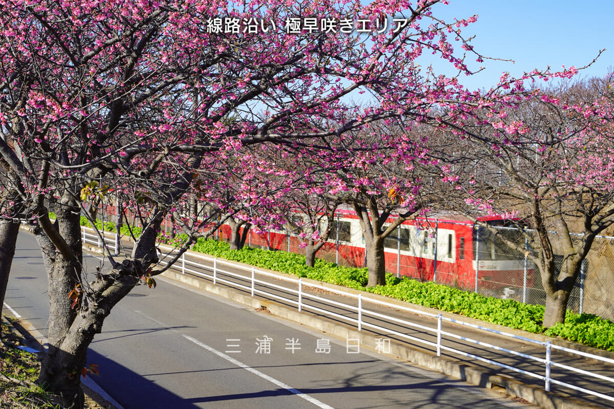 三浦海岸河津桜・開花状況（撮影日：2026.01.01）