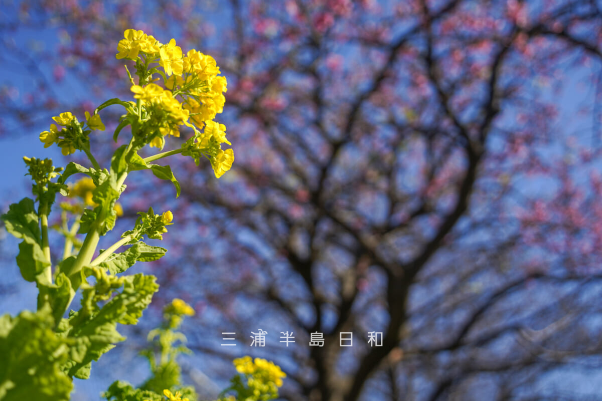 三浦海岸河津桜・開花状況(撮影日:2026.01.16)