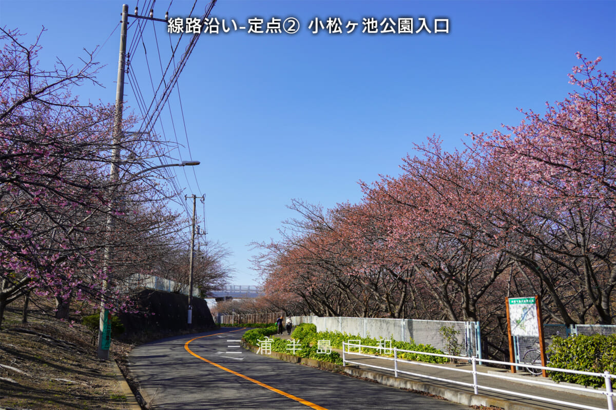 三浦海岸河津桜・開花状況（撮影日：2026.01.30）