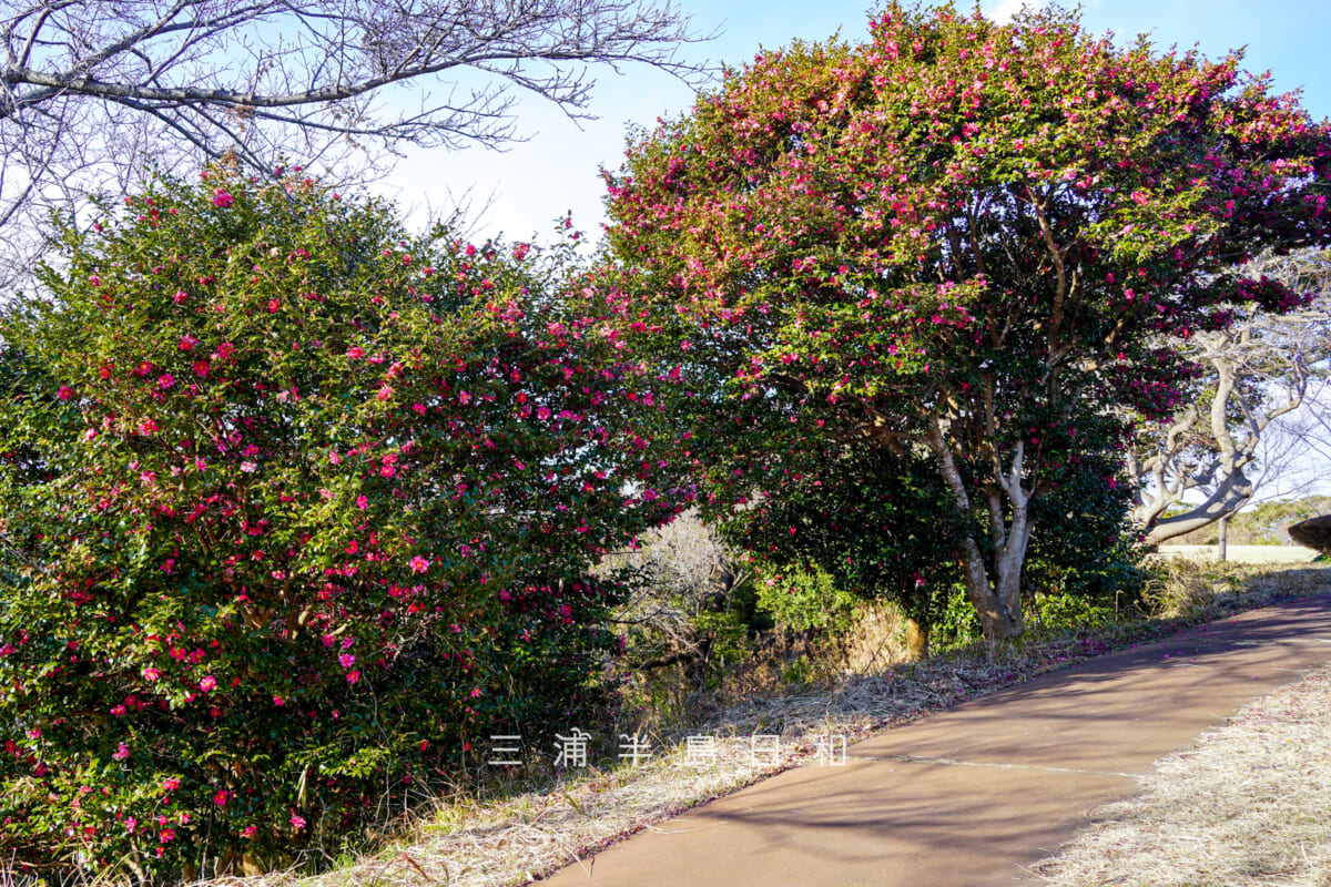 大崎公園・満開のサザンカ（撮影日：2026.01.30）