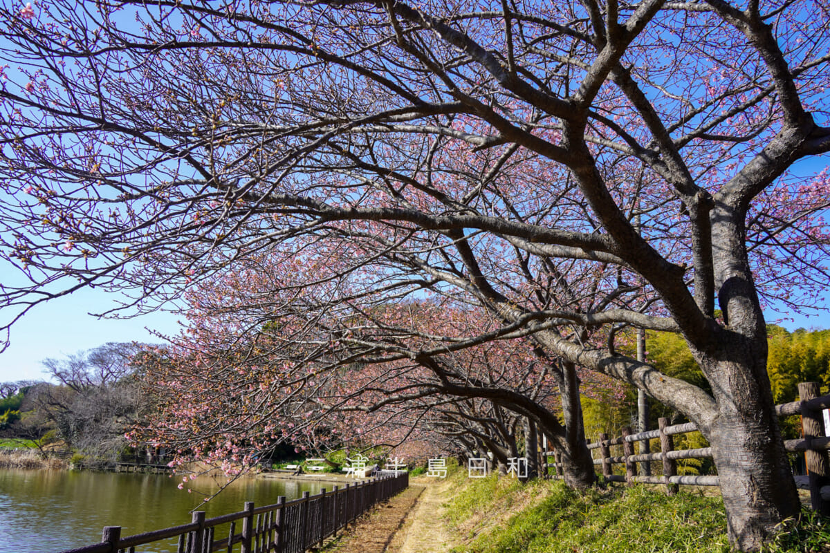小松ヶ池公園・池のほとりの河津桜並木(咲きはじめ)(撮影日:2026.01.30)