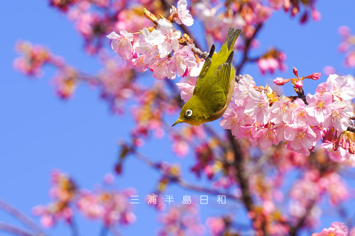 県立観音崎公園-花の広場・河津桜の木から木へ忙しそうに飛びまわるメジロ（撮影日：2026.01.30）