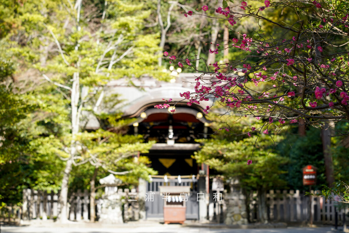 鶴岡八幡宮・白旗神社参道沿いの紅梅（撮影日：2026.01.22）