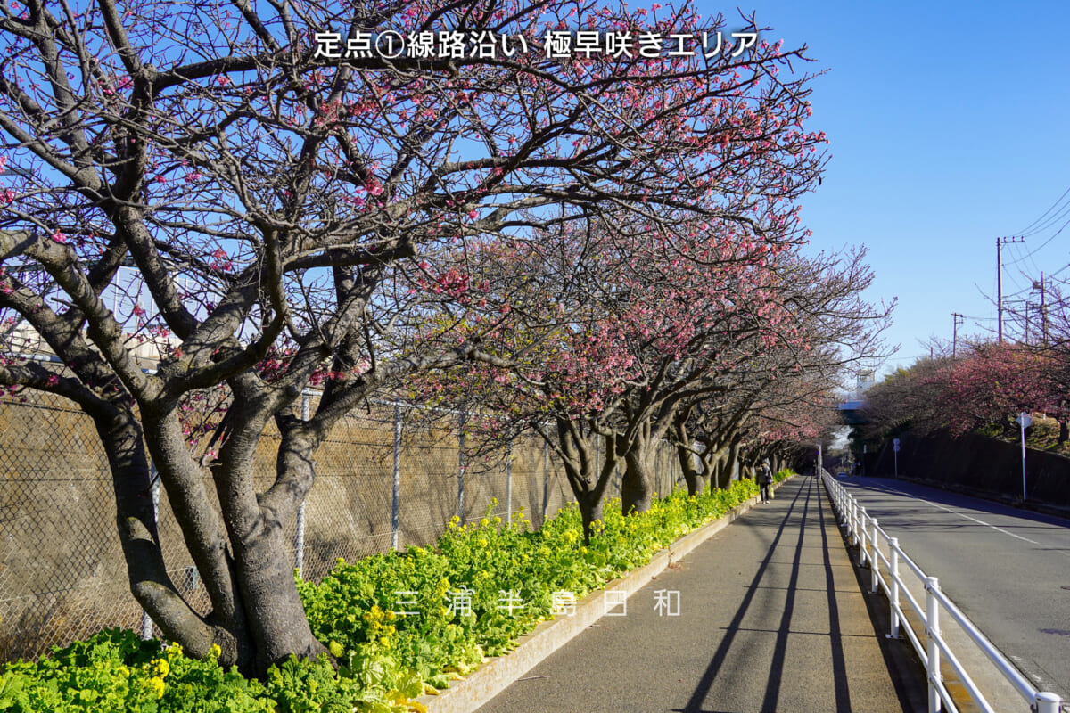三浦海岸河津桜・開花状況(撮影日:2026.01.16)