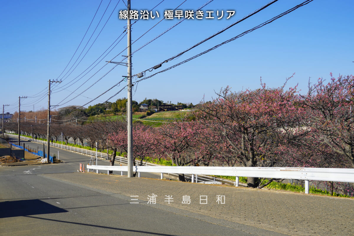 三浦海岸河津桜・開花状況(撮影日:2026.01.16)