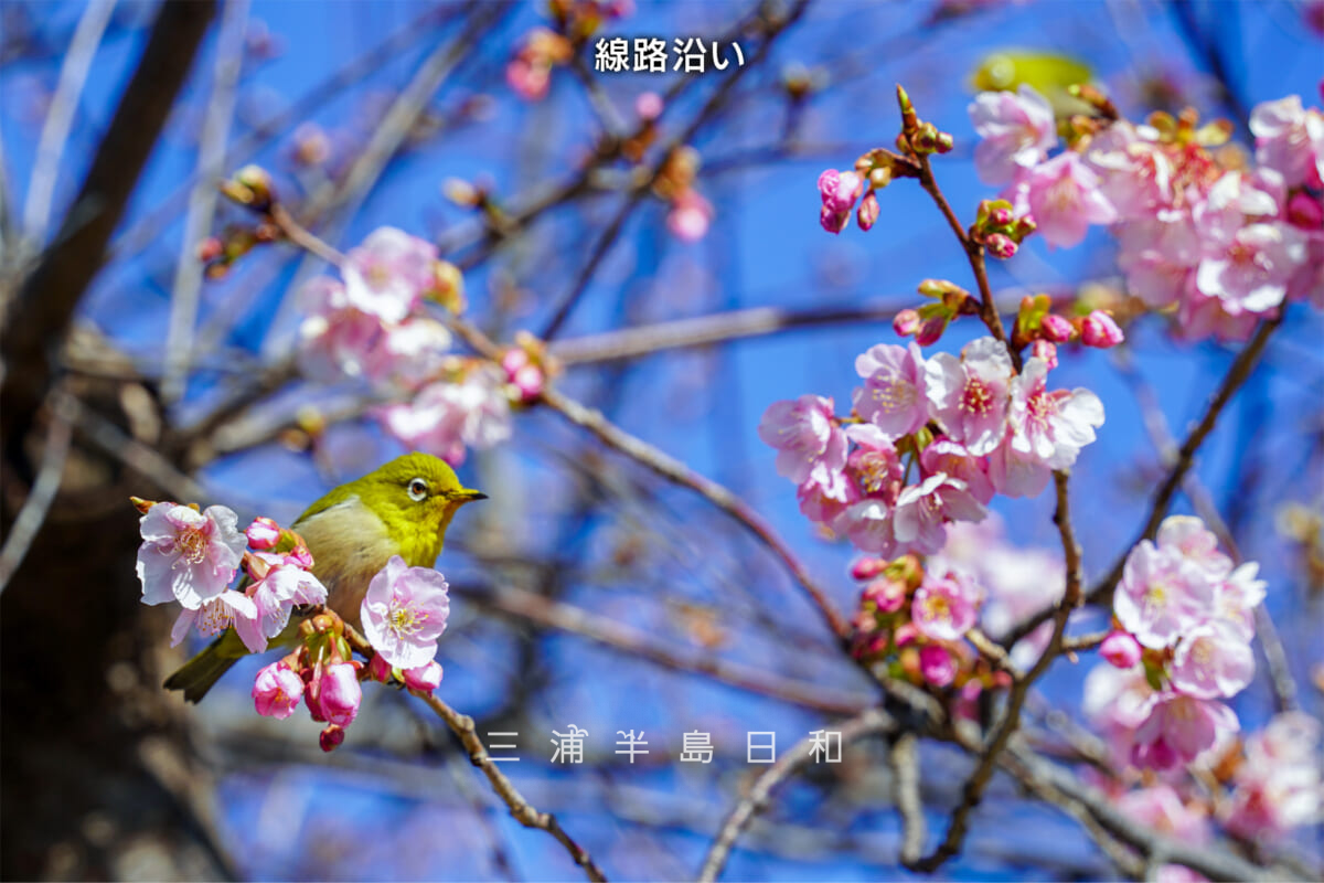 三浦海岸河津桜・開花状況（撮影日：2026.01.30）