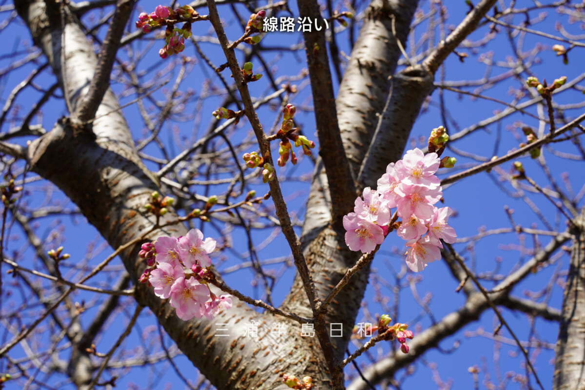 三浦海岸河津桜・開花状況(撮影日:2026.01.16)