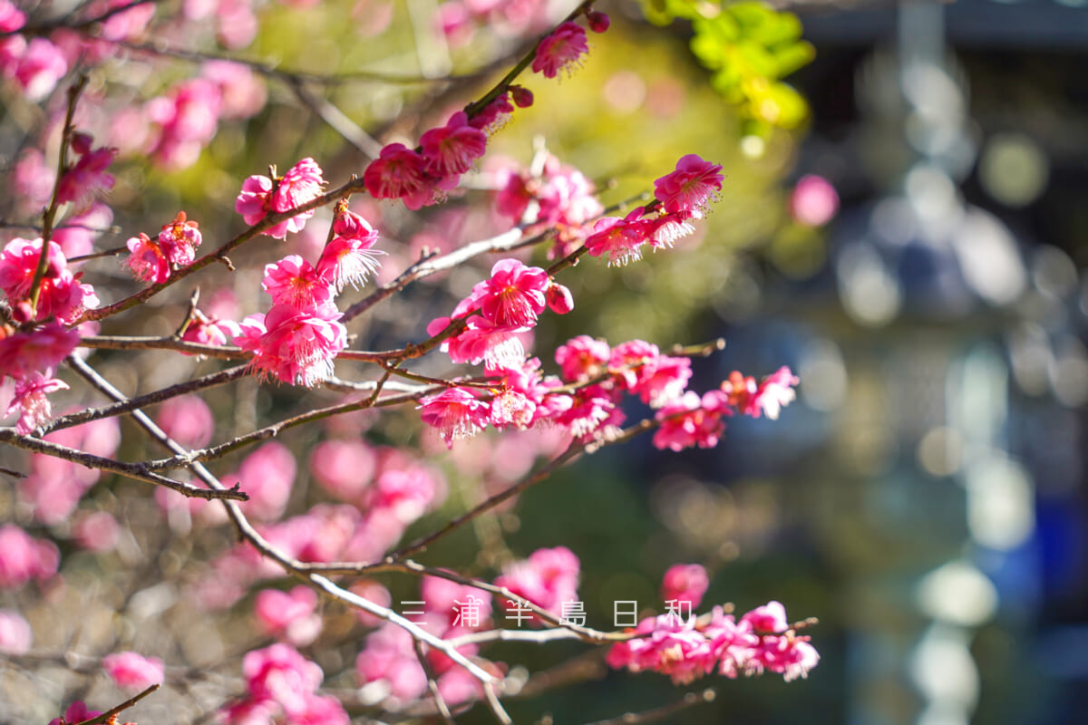 常栄寺(ぼたもち寺)・紅梅(撮影日:2026.01.22)