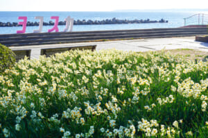 野比海岸（北下浦海岸）・水仙の群集と#ジハングン ヨコスカの「ヨコスカ」オブジェ（撮影日：2026.01.16）