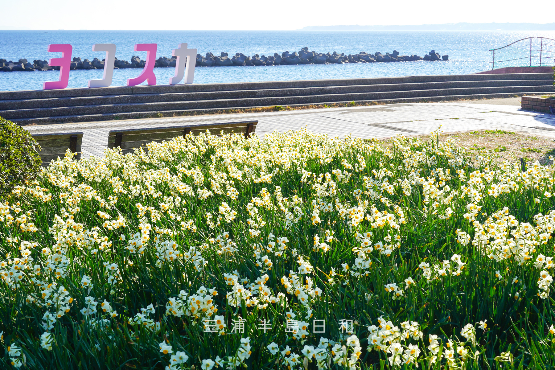 野比海岸（北下浦海岸）・水仙の群集と#ジハングン ヨコスカの「ヨコスカ」オブジェ（撮影日：2026.01.16）