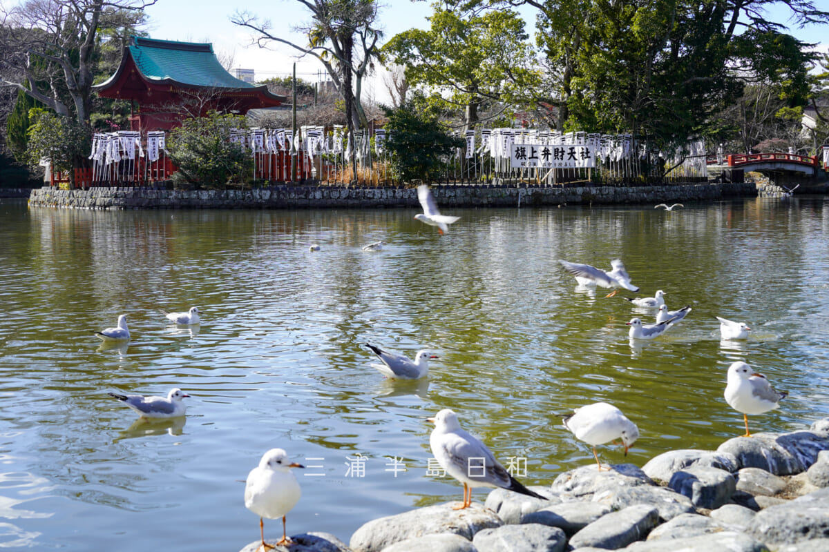 鶴岡八幡宮・源氏池の白い鳩の群れ（撮影日：2026.01.22）