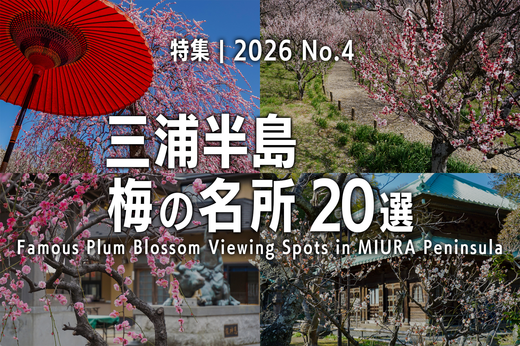 【2026 No.4】特集 | 三浦半島梅の名所